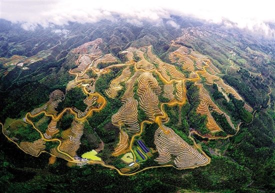 中山市对口帮扶的昭通市永善县新拉村蓝莓基地.