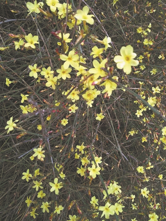 迎春朵朵小黄花