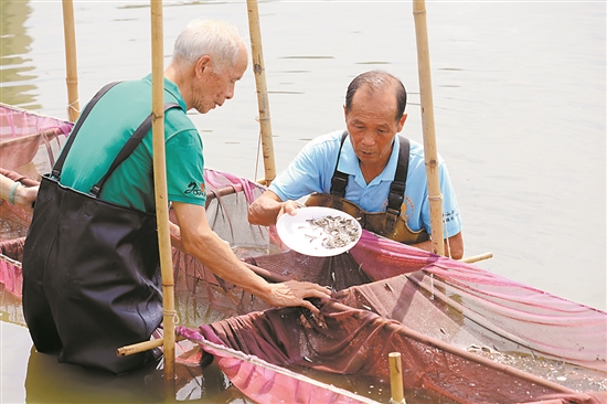 刘颖君摄影报道:近日"寻江问渔—佛山南海九江田园水岸艺术季在朱