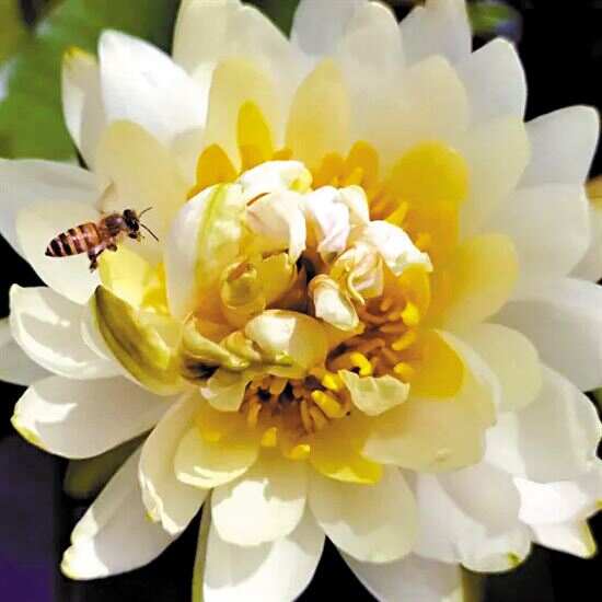 员番宣报道 8月20日,广州莲花山旅游区出现一株"五芯连裙"瑞莲奇观