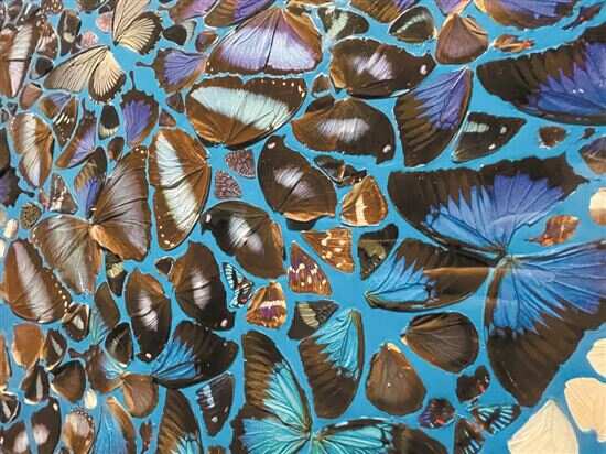 号称全球身价最高当代艺术家达明安赫斯特作品直截了当野心勃勃既冷漠