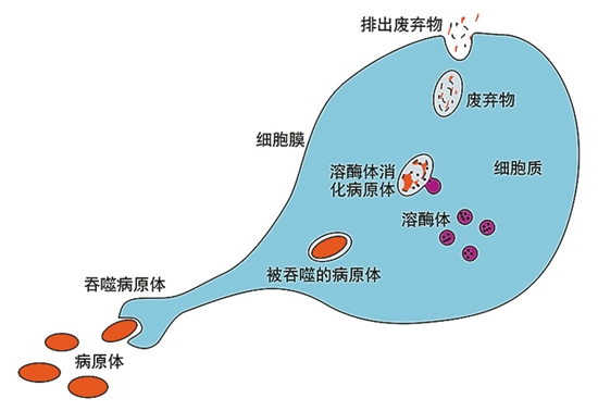 吞噬现象图片