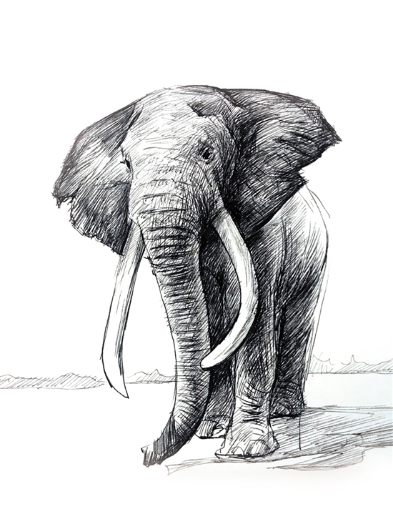 大象正面素描图片