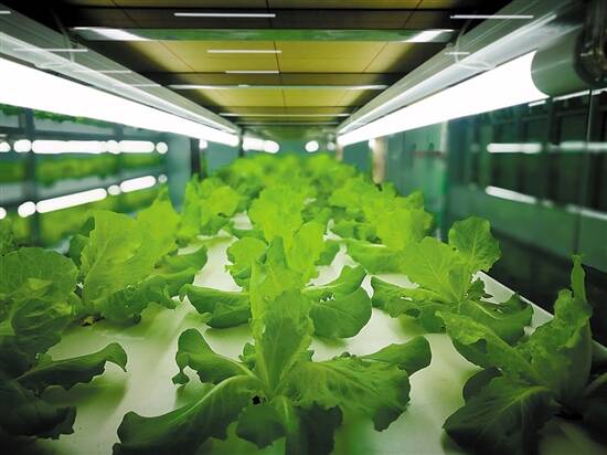 植物工厂中的菜心
