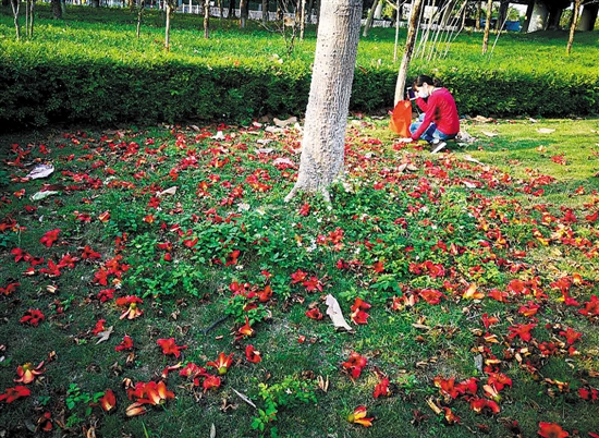 捡木棉花图片