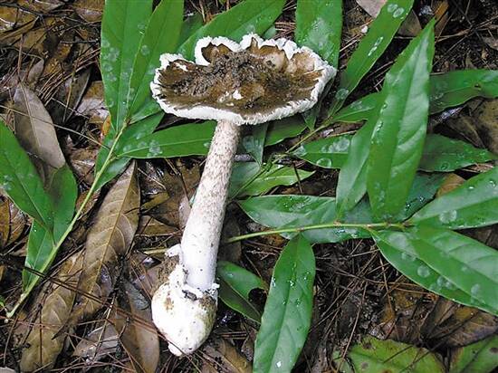 野生蘑菇傻傻分不清 专家教你正确"食菌"